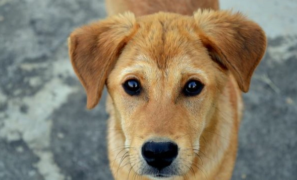 贝果对狗有害吗