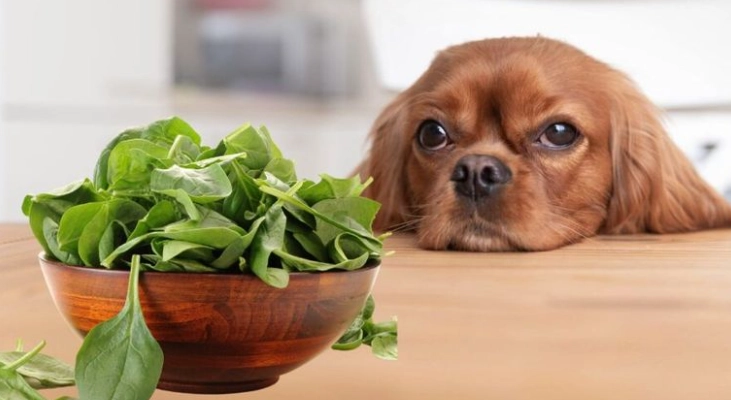 高麗菜狗狗飲食安全 高麗菜狗狗飲食安全