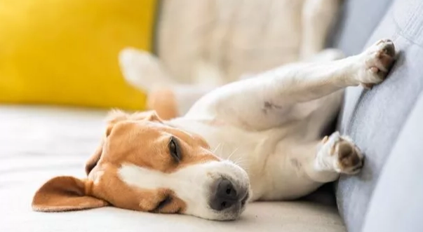 狗狗嚶嚶叫原因