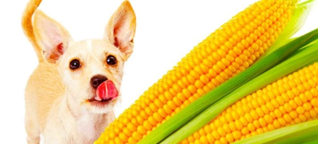 玉米筍對狗狗好處