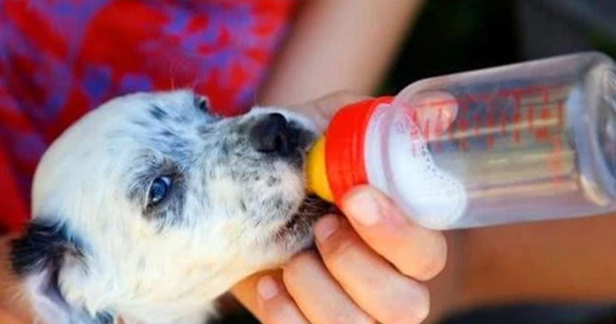 狗狗乳糖不耐症