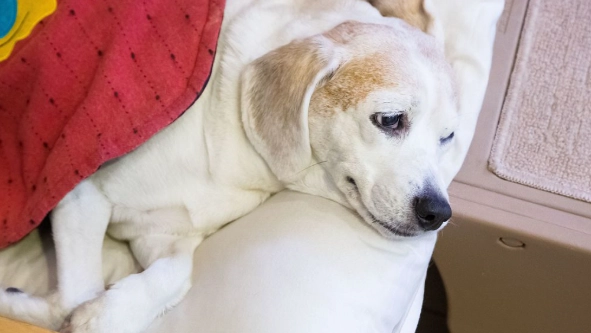 狗狗一陣一陣發抖原因