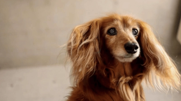 狗洋葱溶血症状