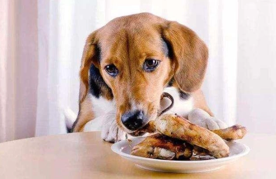 狗飲食禁忌