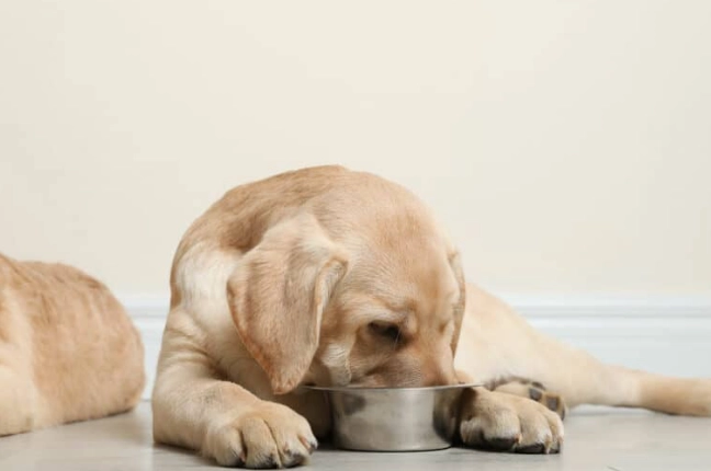 狗狗飲食安全 狗狗飲食安全