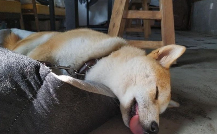 狗狗睡覺嚶嚶叫原因