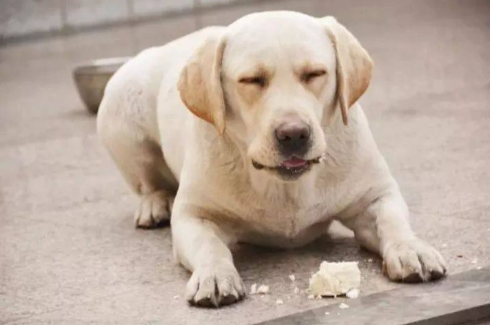 狗麵粉推薦 狗麵粉推薦