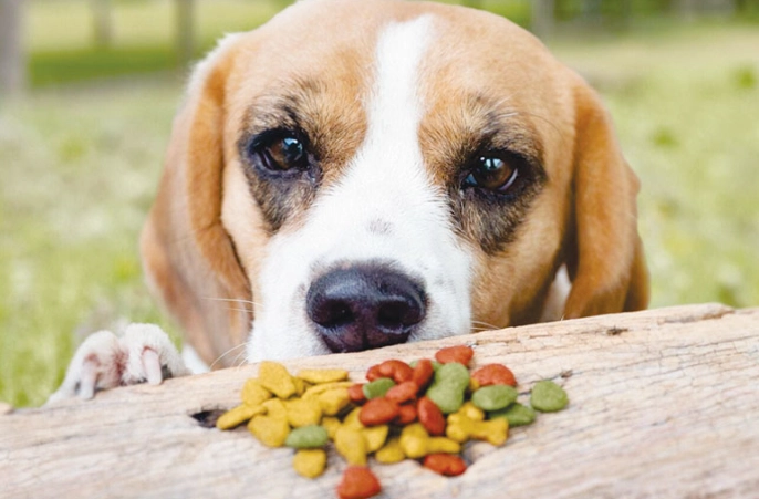狗狗飲食安全