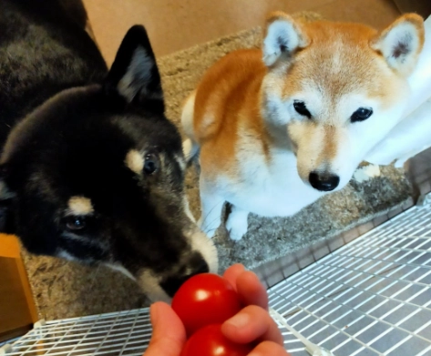 番茄對狗的影響