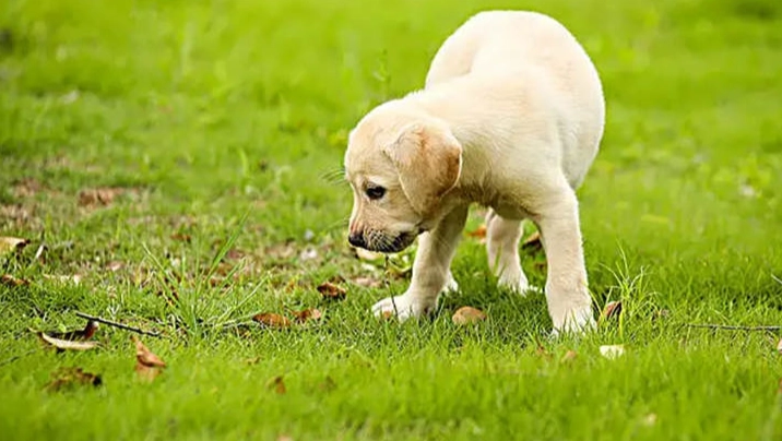 杏仁粉對狗的安全性