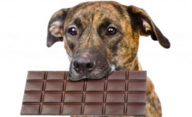 巧克力對狗有毒