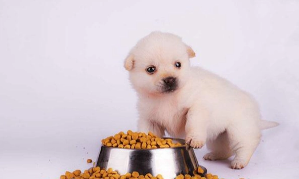 開心果對狗有害