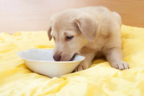 水煮蛋對狗狗的好處 水煮蛋對狗狗的好處