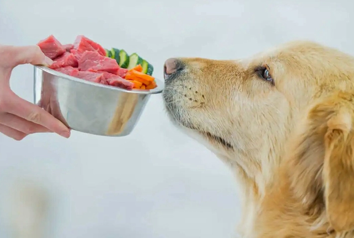 萵苣對狗狗的好處 萵苣對狗狗的好處