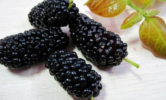 桑椹對狗的好處