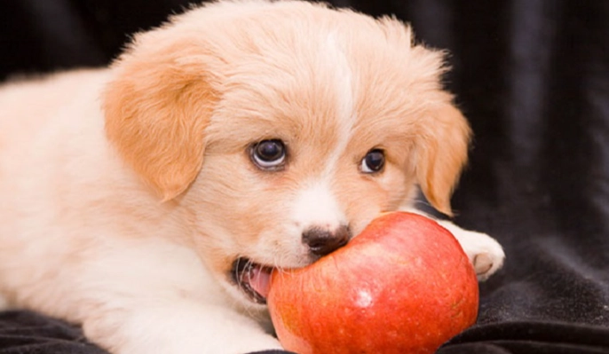 腰果對狗有害嗎