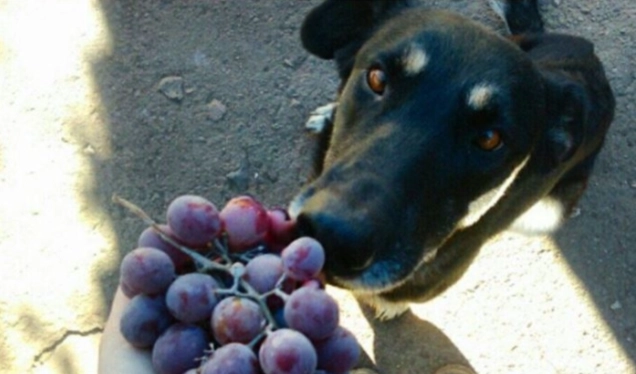 狗狗吃葡萄危害