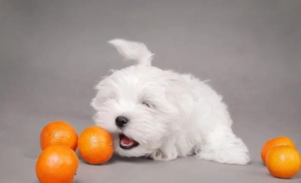 金桔對狗的影響