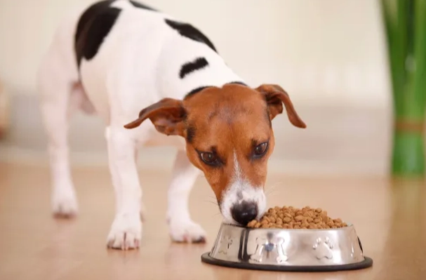 白飯對狗狗的影響