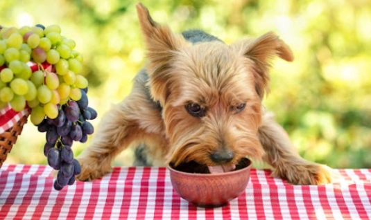 狗吃葡萄症狀