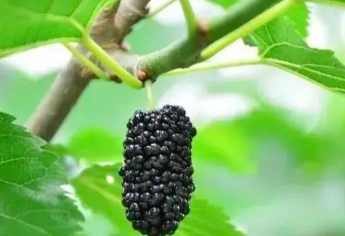 桑椹對狗的好處