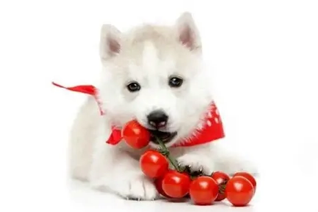 寵物小番茄零食