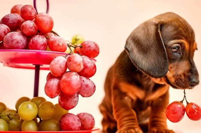 狗狗吃葡萄危害