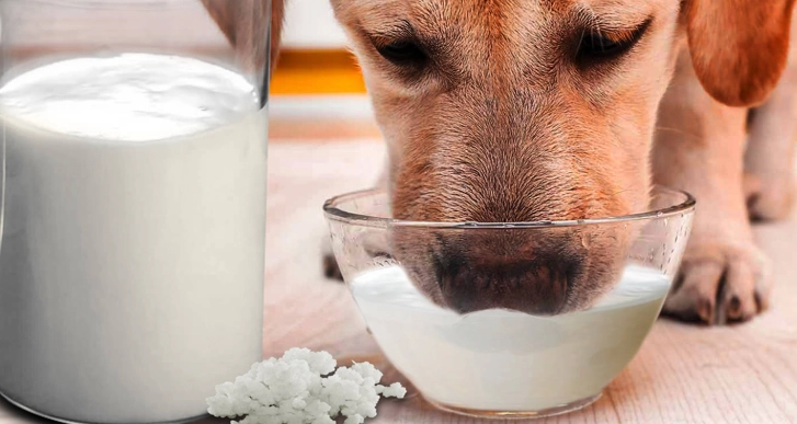 狗狗乳糖不耐受