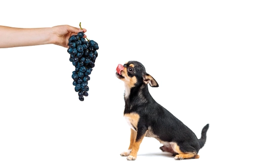 狗誤食葡萄處理 狗誤食葡萄處理