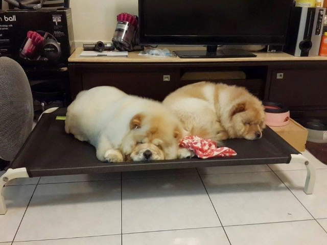 寵物與主人同睡 寵物與主人同睡