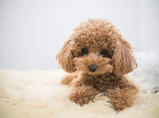 貴賓狗健康老化