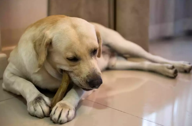 蛤蜊對狗狗的好處