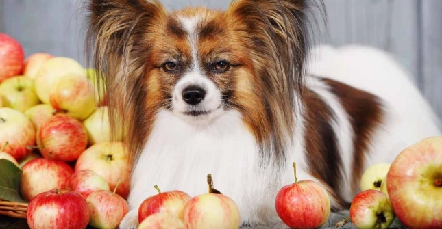 狗狗吃苹果益处