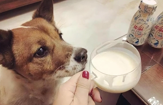 狗狗喝牛奶安全