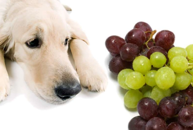 葡萄對狗有毒