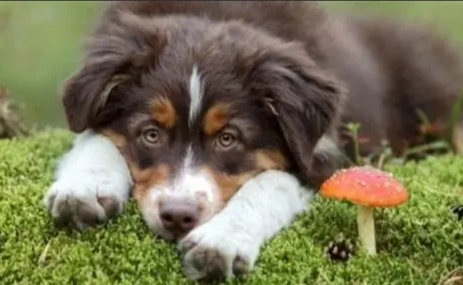 寵物蘑菇中毒 寵物蘑菇中毒