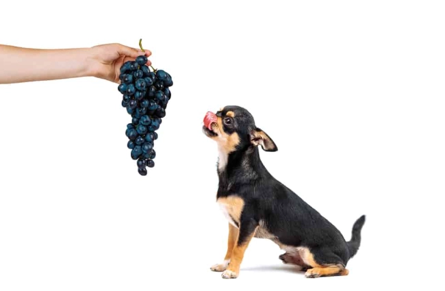 葡萄對狗有毒