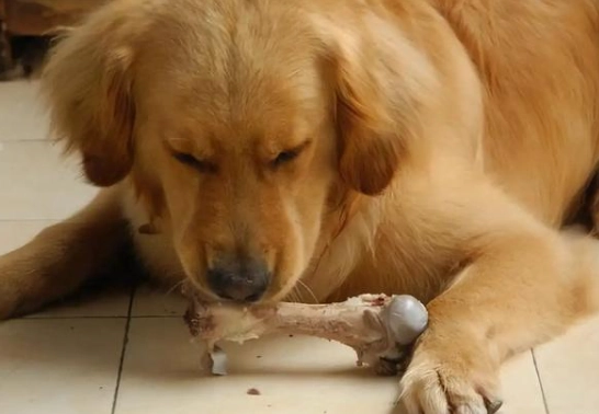 寵物飲食安全 寵物飲食安全