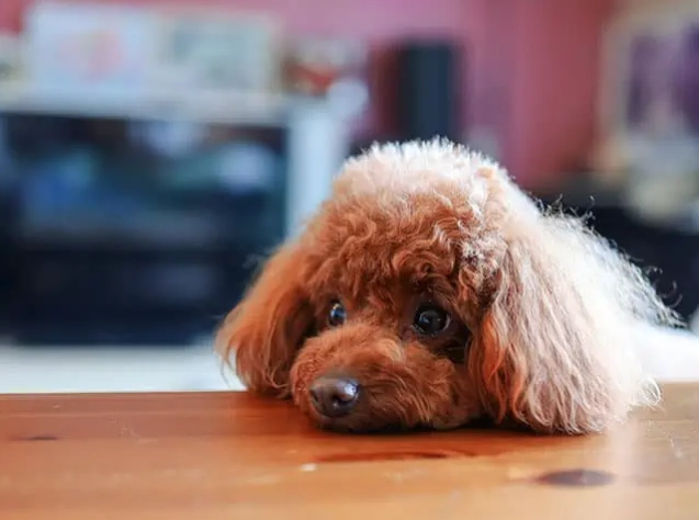 貴賓狗發抖原因