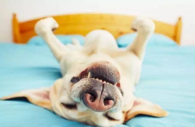 狗狗睡覺叫聲處理