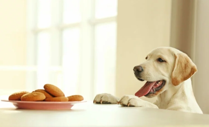 狗狗可以吃蛋撻嗎 狗狗可以吃蛋撻嗎