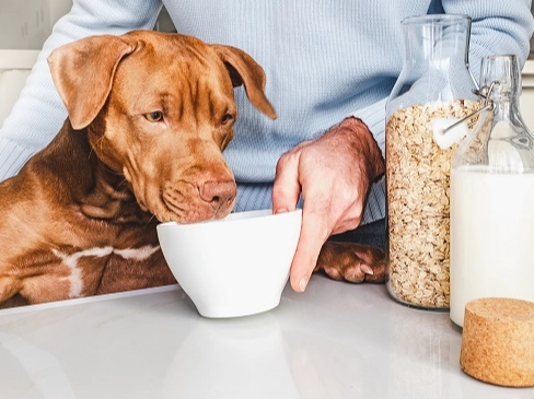 狗狗乳糖不耐症