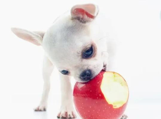 蘋果對幼犬好處