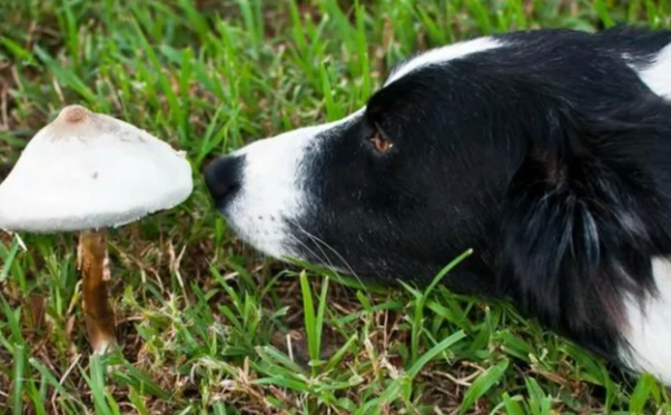 寵物蘑菇中毒 寵物蘑菇中毒