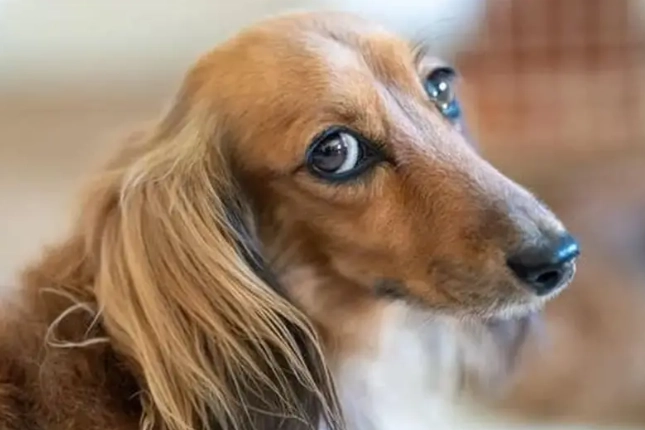 狗洋葱中毒急救