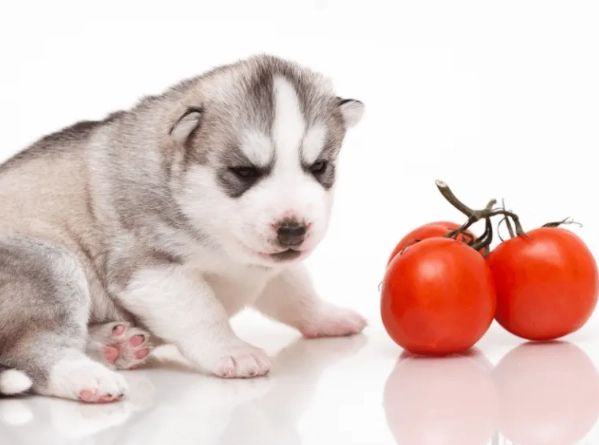 狗狗吃番茄安全嗎