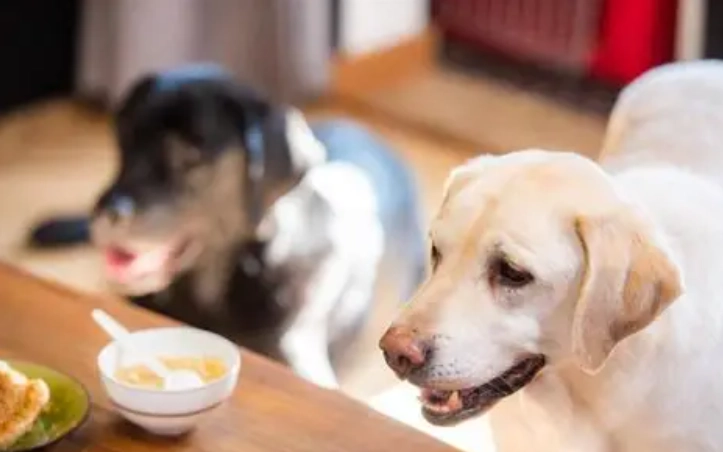 金針菇對狗的影響