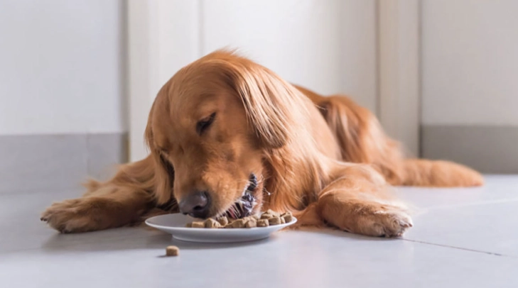 狗可以吃蘑菇嗎