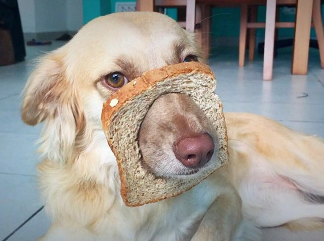 狗狗吃麵包安全