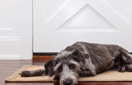 狗狗睡眠習慣改變